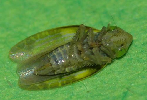 Réf. 309 309 : Liguropia juniperi